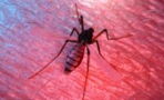 Tigermücken in Deutschland: Wie kann man sich wirksam vor dem Tier schützen?