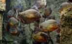 Blutrünstige Fische: Sind Piranhas wirklich so gefährlich?