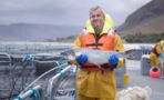 "Zombie-Lachse" vor der Küste Islands: Tierhaltung sorgt für Kritik