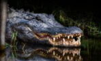 Albtraum beim Tauchen: Fossilientaucher wird von Alligator 15 Meter in die Tiefe gezogen
