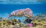 Das Ende der chinesischen Seekuh: Dugongs sind scheinbar ausgestorben