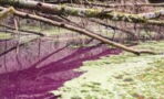 Gefährliche Verfärbung: Purpur-Wasser in Hildesheimer Teich