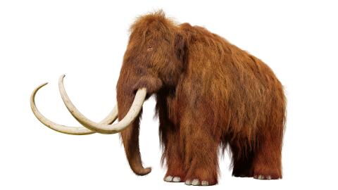 Archäolog:innen finden antike Waffe in Überresten eines Mastodons