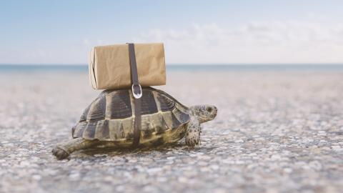 Revolutionäre Seefahrt: Dieses Kreuzfahrtschiff sieht aus wie eine Schildkröte