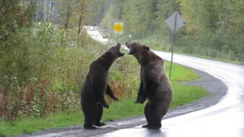 Frau entdeckt kämpfende Grizzlybären am Straßenrand (Video)