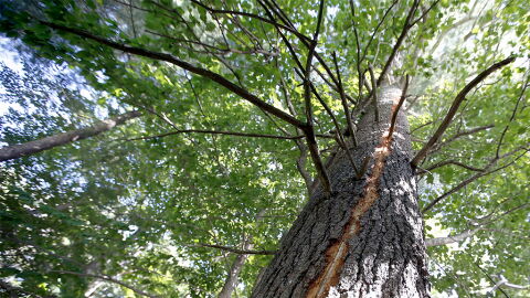 Seltenes Naturschauspiel: Nach Blitzschlag brennt Baum in seinem Inneren (Video)
