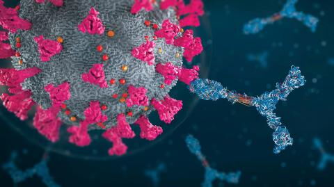 Corona-Impfung vs. natürliche Infektion: Yale-Studie vergleicht die Wirkung der COVID-19-Antikörper