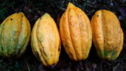 Schokolade in Gefahr: Darum könnte es in 30 Jahren keinen Kakao mehr geben