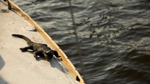 Verschwundener Fischer: Wurde er im Magen eines Krokodils gefunden?