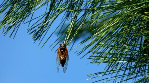 Invasion in den USA: Milliarden Zikaden kommen aus der Erde