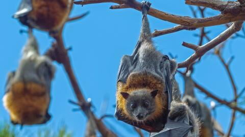 Neues Coronavirus in britischen Fledermäusen entdeckt