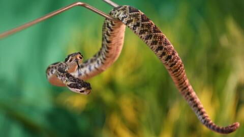 Deutschland: Dieses Tier wird vor wenigen Wochen mit zwei Köpfen geboren!