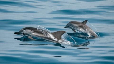 Morbillivirus: Das Delfin-Virus könnte eine weltweite Epidemie auslösen