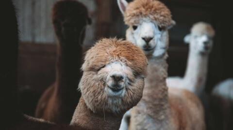 Nanobodies: Antikörper aus Alpakas könnten die Lösung gegen das Coronavirus sein