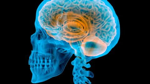 Gehirn: Mysteriöse "Gehirn-Tsunamis" bei Menschen kurz vor dem Tod beobachtet