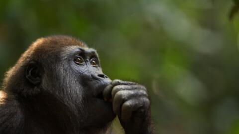 Neuralink: Was wirklich mit Elon Musks Labor-Affen passiert ist