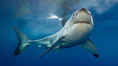 Hai wird 2020 freigelassen: Jetzt taucht das 650 kg schwere und 4 Meter lange Tier wieder auf und überrascht