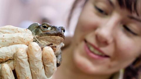 Nationalpark muss Besucher:innen daran erinnern, dass man Kröten nicht ableckt