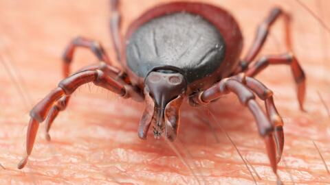 Forschende warnen: Zecken übertragen neues, mysteriöses Virus