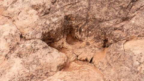 Prähistorischer Sensationsfund: Riesiger Tausendfüßler entdeckt