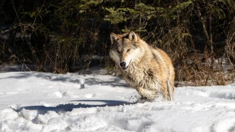 Mumifizierter Wolf: 44.000 Jahre alte, perfekt erhaltene Wolfsleiche im Permafrost entdeckt