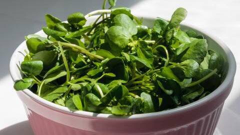 Das ist wirklich das gesündeste Lebensmittel