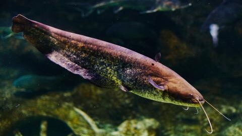 "Kampf meines Lebens": 190 Kilo schwerer Fisch in Thailand gefangen