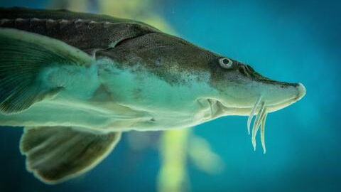 Grusel-Fisch angeschwemmt: Biologe entdeckt "lebendes Fossil"