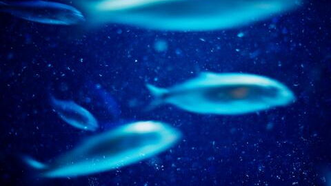 Besondere Fischart mit Beinen: Laufende Spezies auf Meeresboden entdeckt