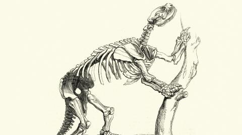 Neuer Fund von Riesenfaultierknochen: Wie lange leben Menschen schon auf dem amerikanischen Kontinent?