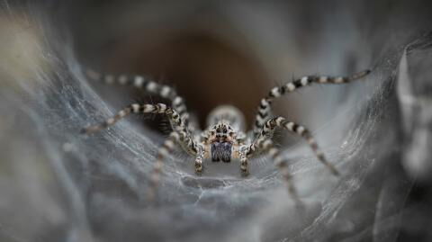 Kurioser Fund: Forscher entdecken Seespinne mit "Boxhandschuhen"