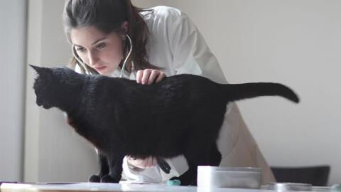 Trotz Blinddarms: Darum bekommen Tiere keine Blinddarmentzündung