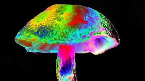 Mann spritzt sich Magic Mushrooms: Kurz darauf wachsen sie in seinem Blut