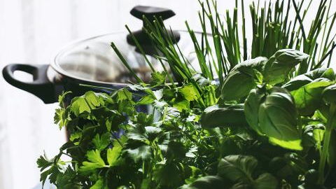 Giftpflanze des Jahres 2023: Diese bekannte Pflanze ist bei falscher Anwendung giftig