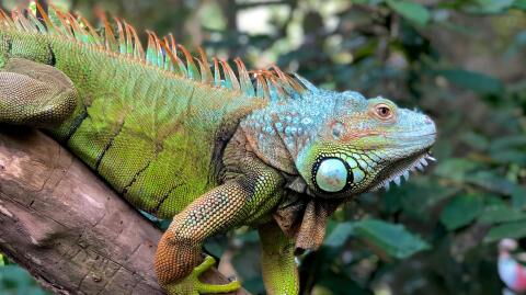 Leguan überträgt "ungewöhnliche" Krankheit auf kleines Mädchen, als er ihren Kuchen stiehlt