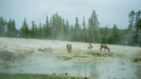 Die "Zombie-Hirsch-Krankheit" könnte auf Menschen überspringen