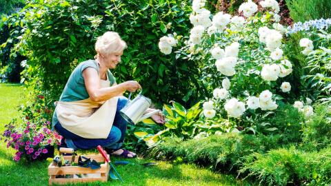 Frau nach Gartenarbeit im Krankenhaus: Kleine Schnittwunde zieht ungeahnte Folgen nach sich