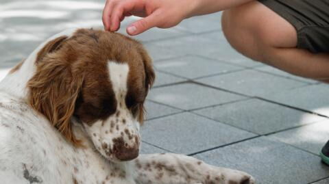 Video einer Hunderettung in der Ukraine geht viral, doch diese Story geht besonders ans Herz