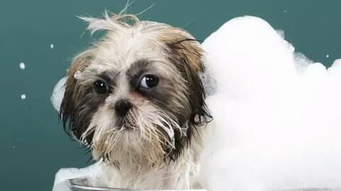 Hundehygiene: So oft solltet ihr euren Hund wirklich baden