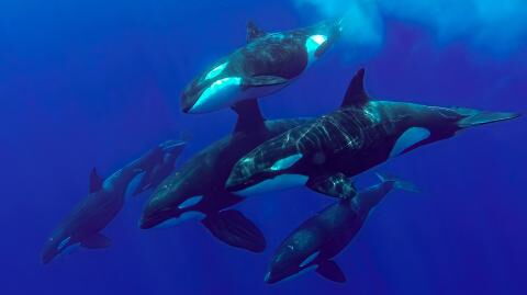 Mysteriöse Entdeckung: Forscher beobachten potentielle neue Orca-Population im Pazifik