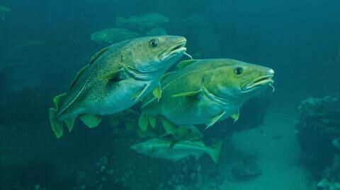 "Hochdramatische" Entdeckung in der Ostsee: Der Dorsch ist in Gefahr