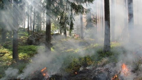 Gefahr im Wald: In Deutschland wird höchste Alarmstufe für Waldbrand ausgerufen