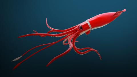 Besonderes Exemplar: Seltener Angriff eines Riesenkalmars in der Tiefsee gefilmt