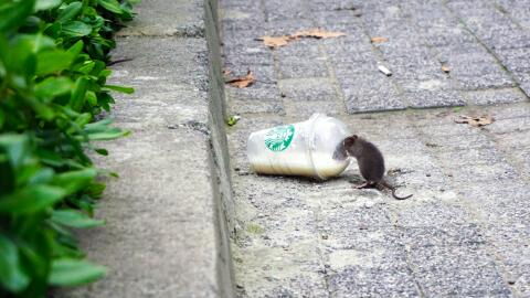 Die Stadt mit den meisten Ratten der Welt hat einen eigenen Nagetier-Tempel