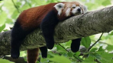 Für Menschen mit dieser Krankheit ist zu wenig Schlaf lebensgefährlich