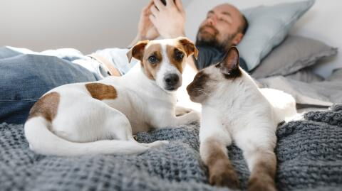 Studie belegt: Tiere sollten nicht mit im Bett schlafen