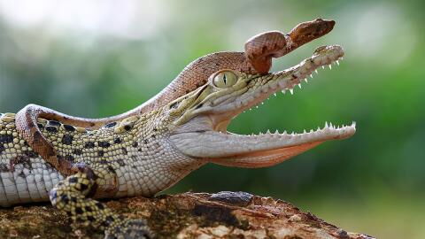 Riesige Python und Krokodil im Duell: Der Ausgang sorgt für erstaunte Gesichter