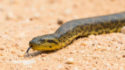 Fund: Größte Schlange der Welt entdeckt