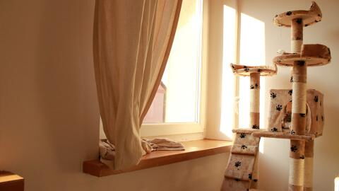 Vertrieben: Statt ihrer Katze thront plötzlich ein lebensgefährliches Tier auf dem Kratzbaum