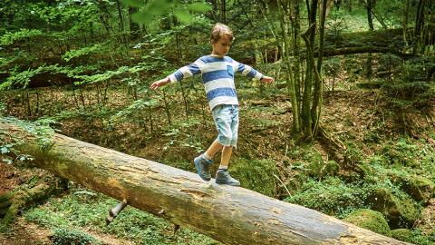 Dreijähriger verschwindet zwei Tage im Wald und kehrt mit unfassbarer Geschichte zurück